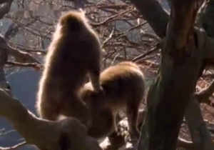 Amazing monkeys are having sexual fun by the river