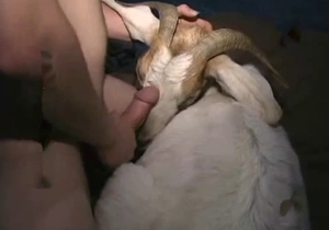 Fellow wants to dominate a tight and wet goat cunt