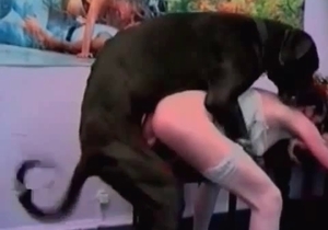 Amazingly hot black Doberman is having bestial sex