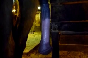If you like looking at close up shots of big stallion dicks