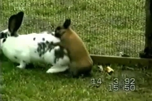 Rabbits have gorgeous sex in bestiality XXX action