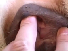 Close up video for all fans of animal fucking