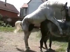 Pair of white horses are used by a really hot jockey