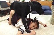 Japanese animal tube