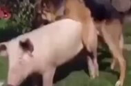 Pig animal sex